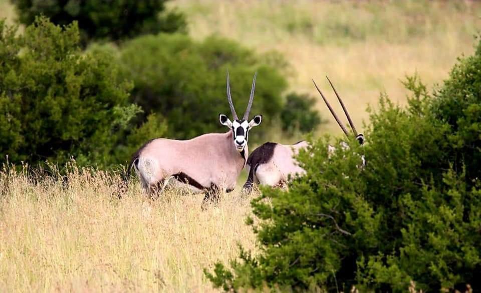Letsatsi Game Lodge Smithfield Екстер'єр фото