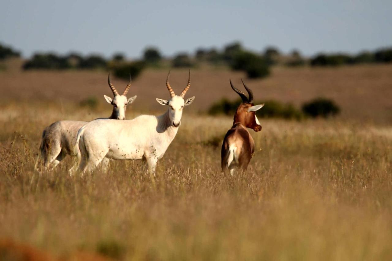 Letsatsi Game Lodge Smithfield Екстер'єр фото