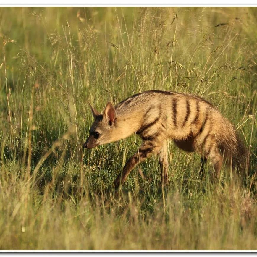 Letsatsi Game Lodge Smithfield Екстер'єр фото