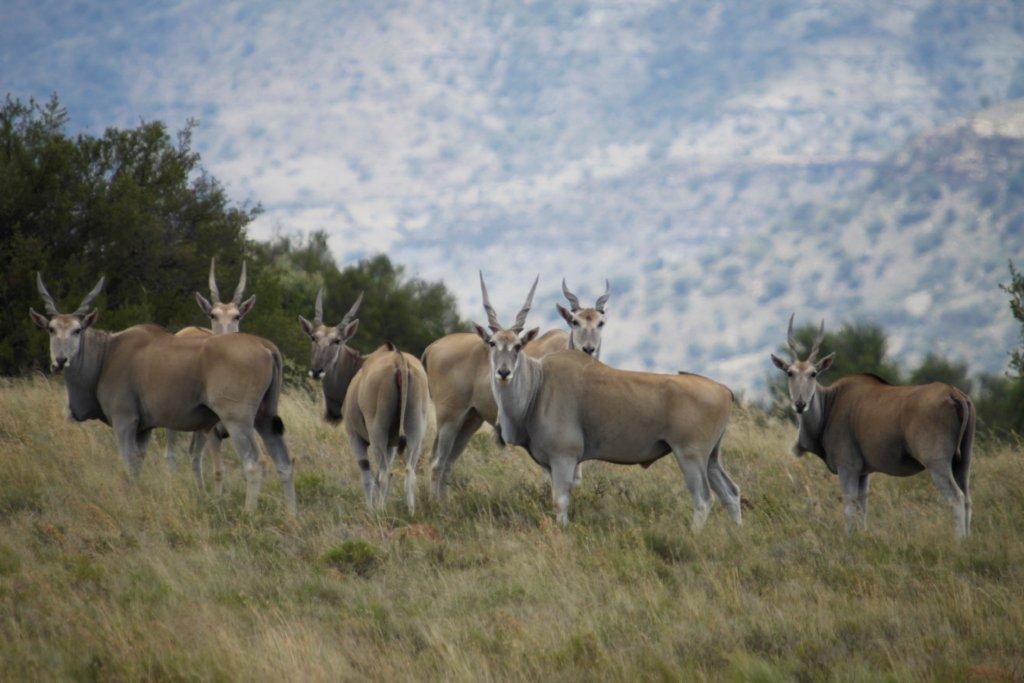 Letsatsi Game Lodge Smithfield Екстер'єр фото